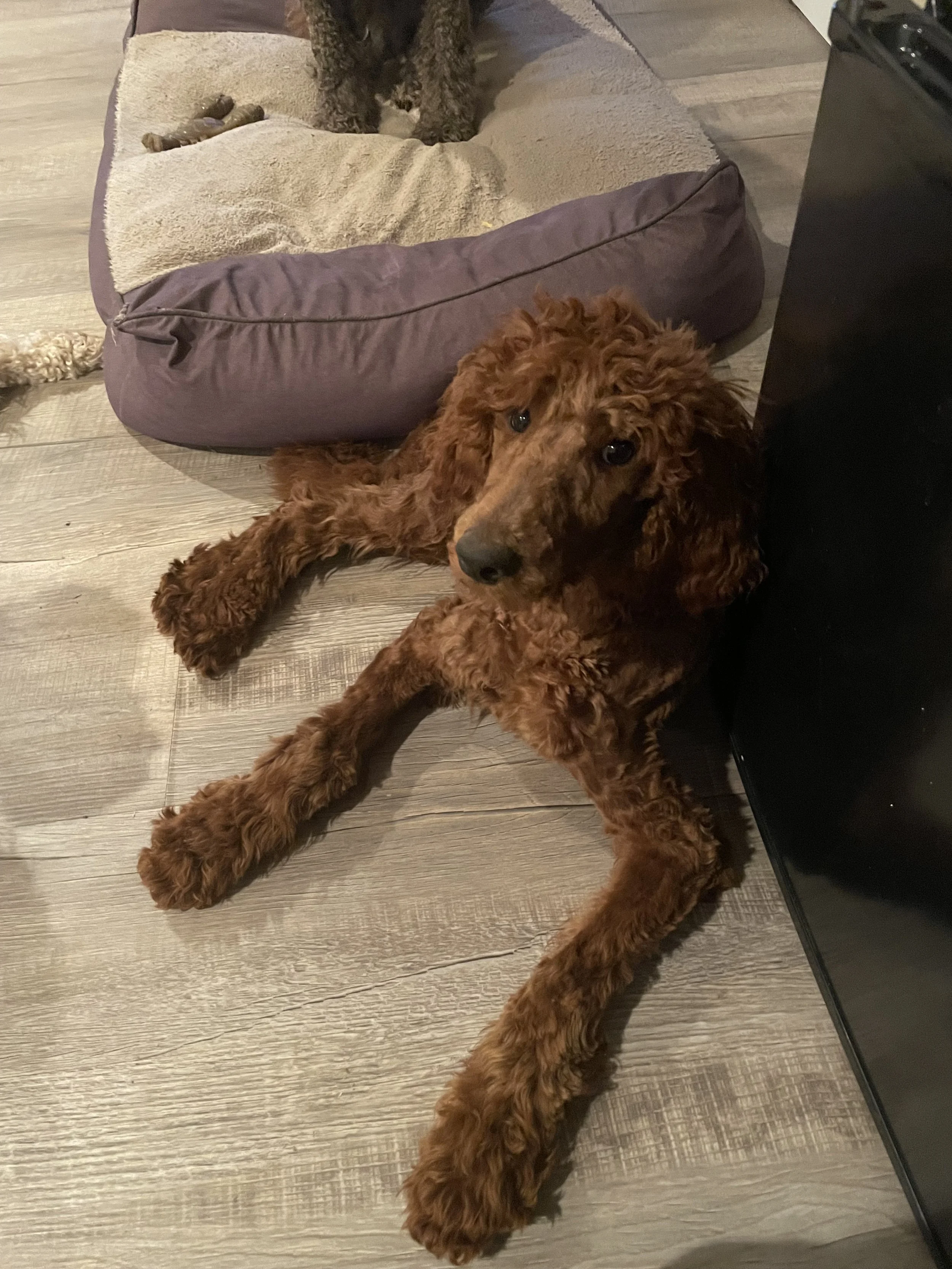 Scarlet “Red” * AKC registered Standard Ppodle