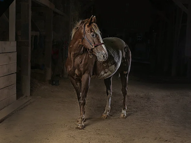 horse 01_.jpg