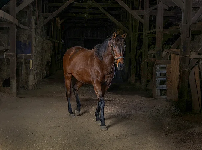 horse 02_.jpg