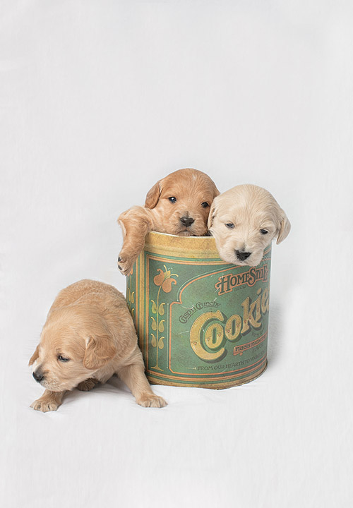pets 03_.jpg