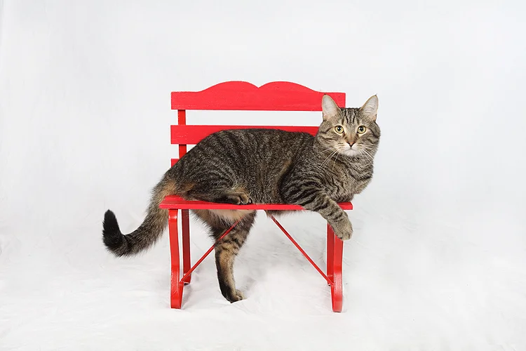 pets 08_.jpg