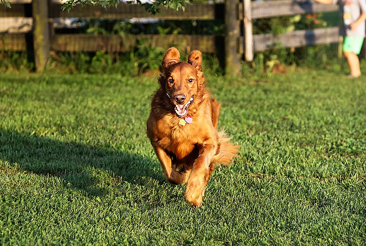 pets 10_.jpg