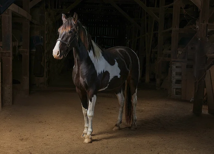 horse 03_.jpg