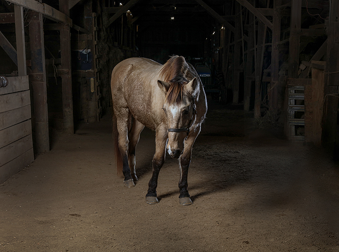 horse 09_.jpg