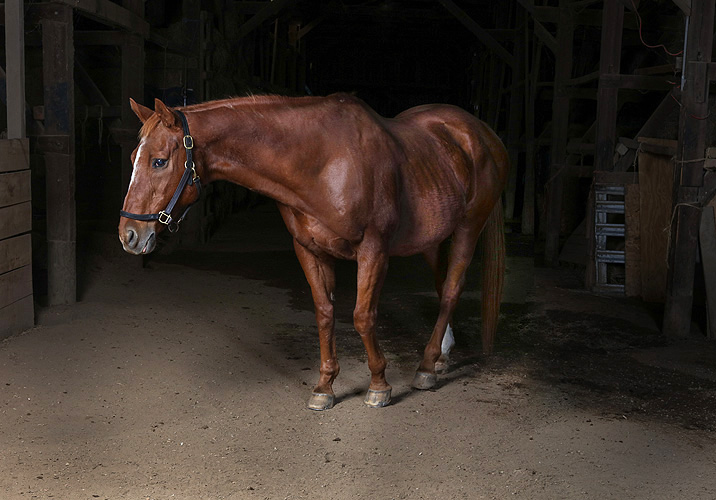 horse 12_.jpg
