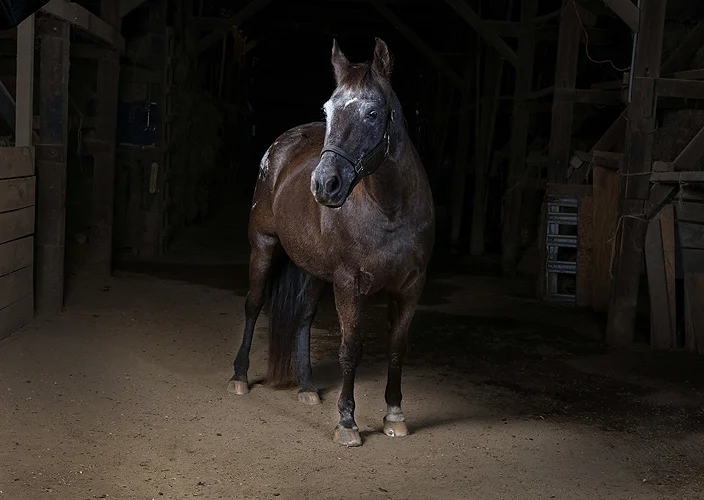 horse 13_.jpg