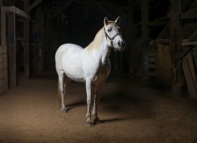 horse 15_.jpg