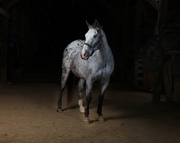 horse 07_.jpg