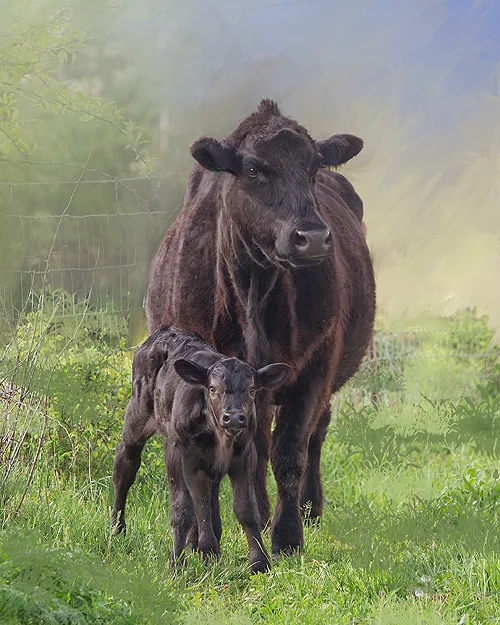 cowmomma.jpg