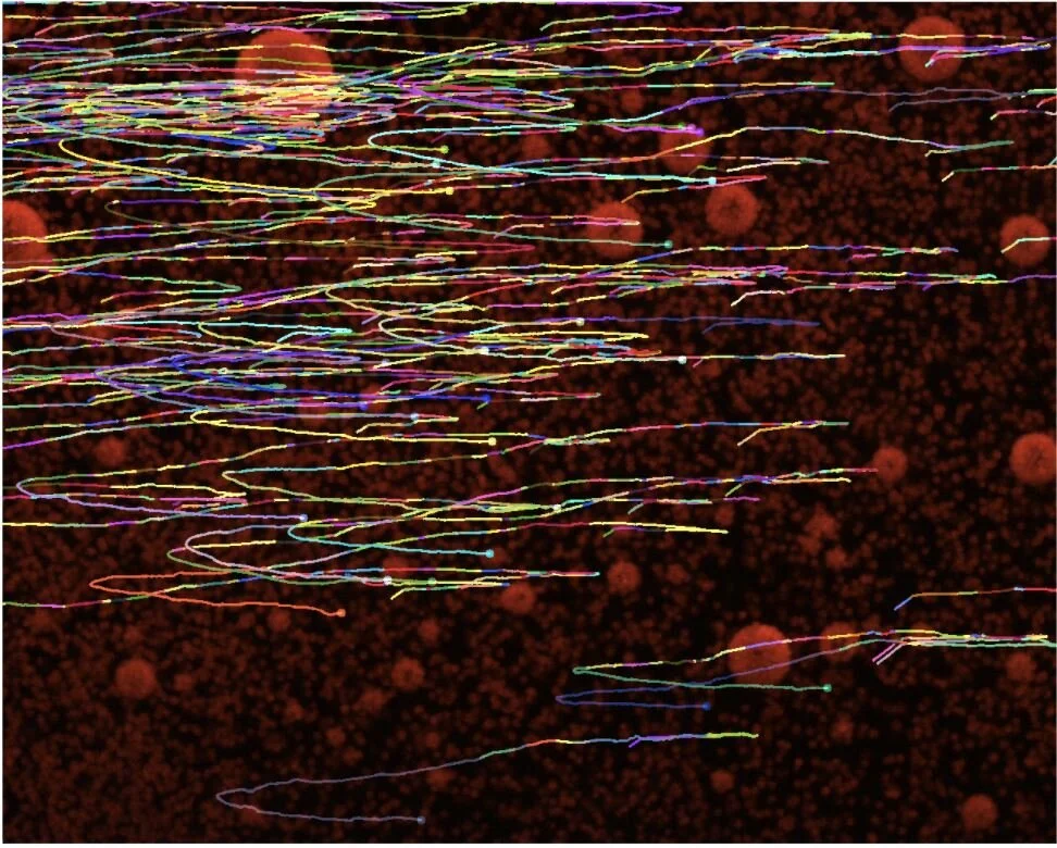 Still Frame from PIV Processor