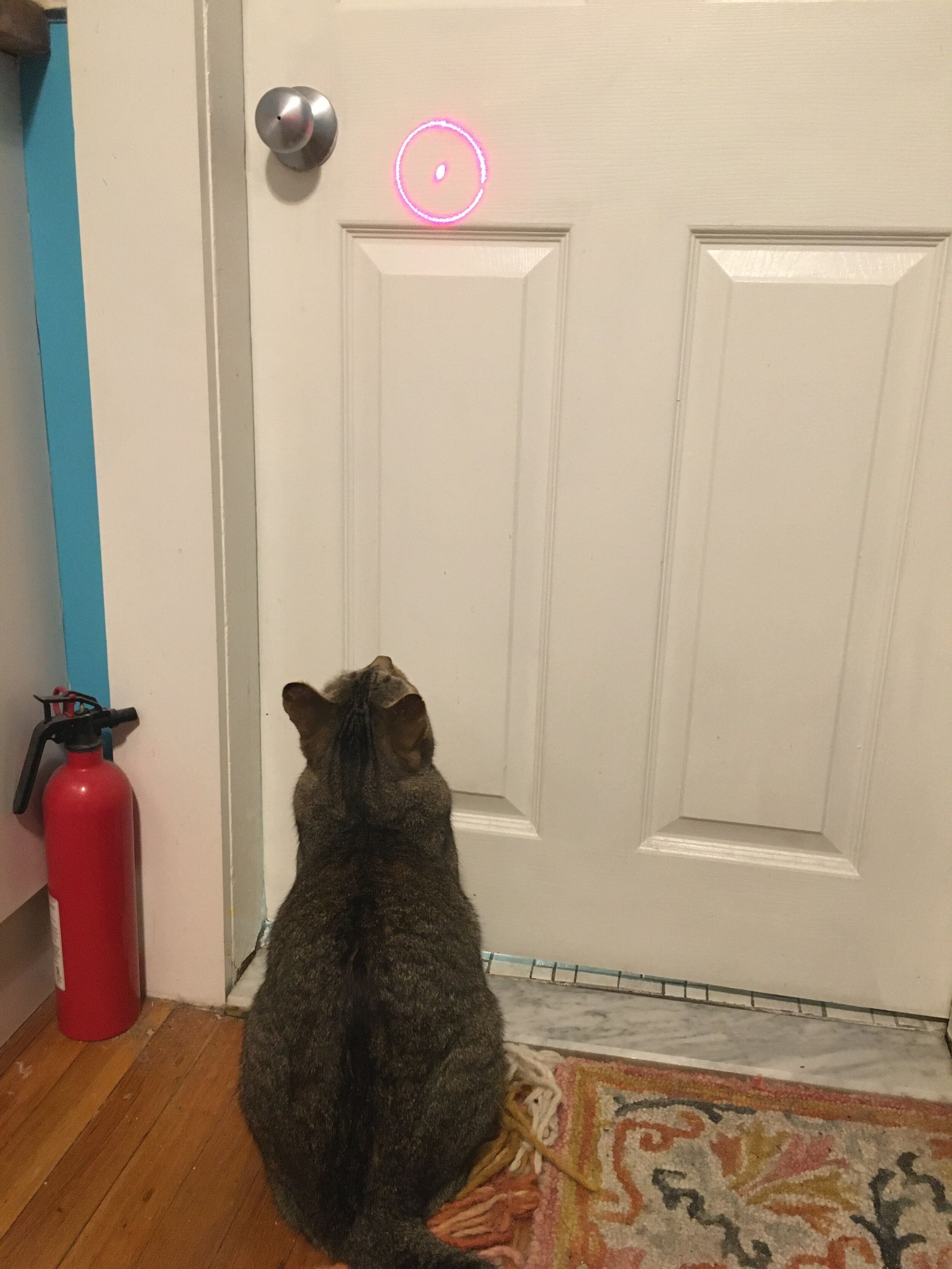 Bodee enjoying the laser show.