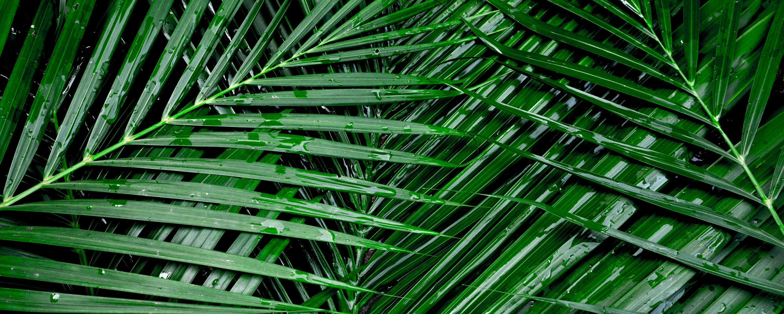 Palm Sunday: Fear Doesn’t Stand a Chance