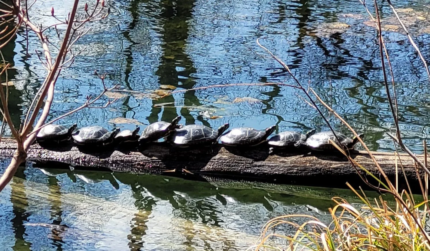 Turtles.jpg