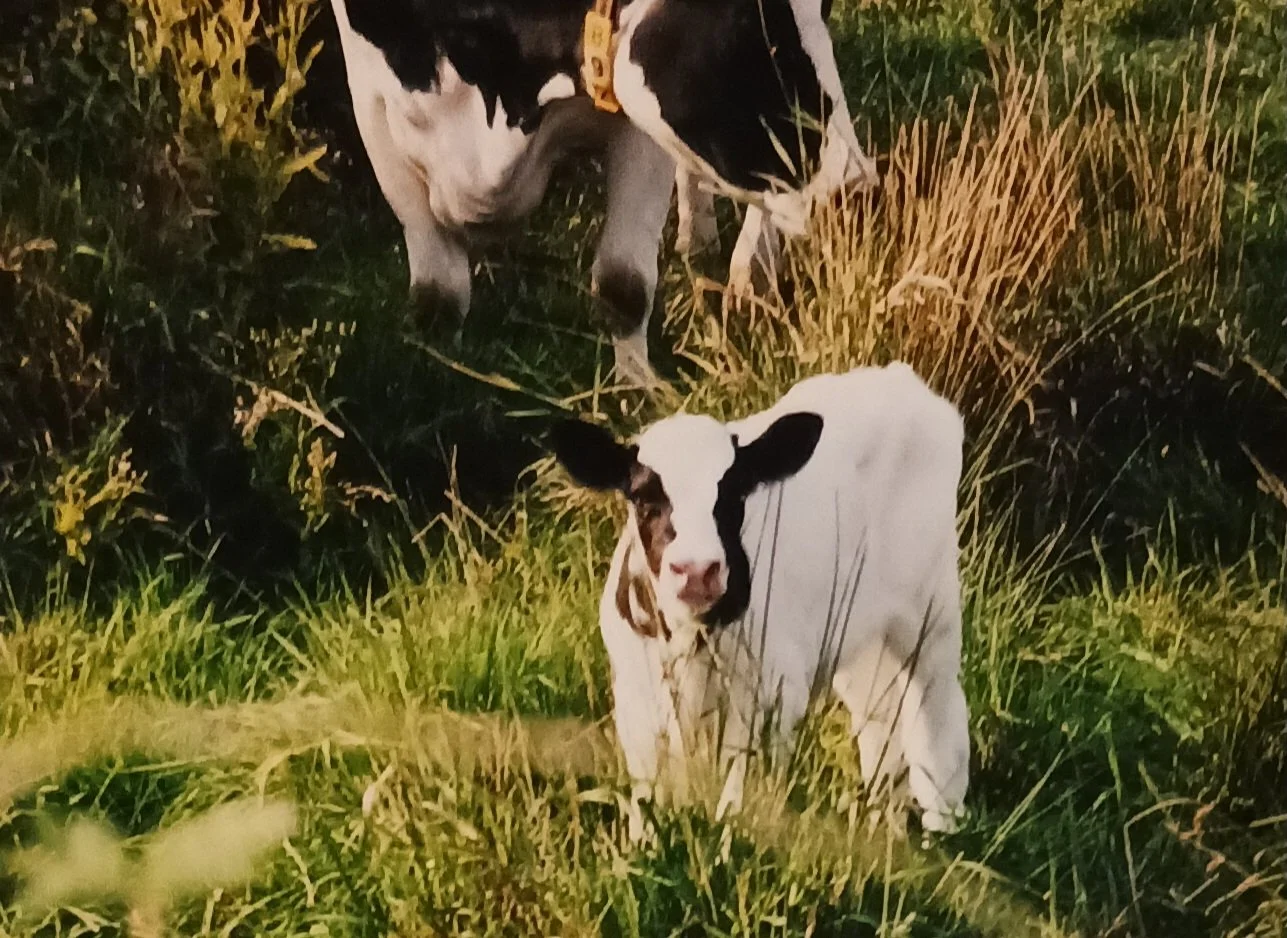 baby calf.jpg