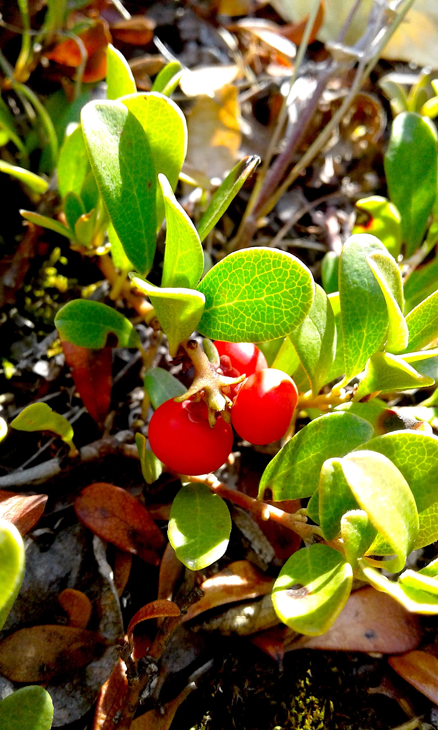 StoneBerry/Bearberry