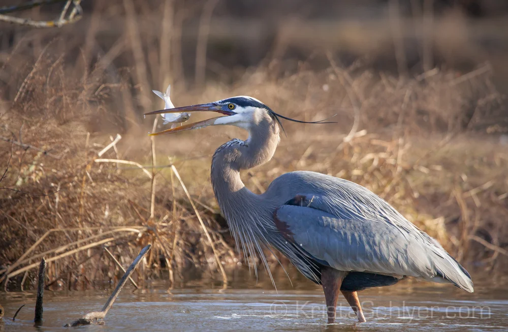 anacostia 2-2012-3204.jpg