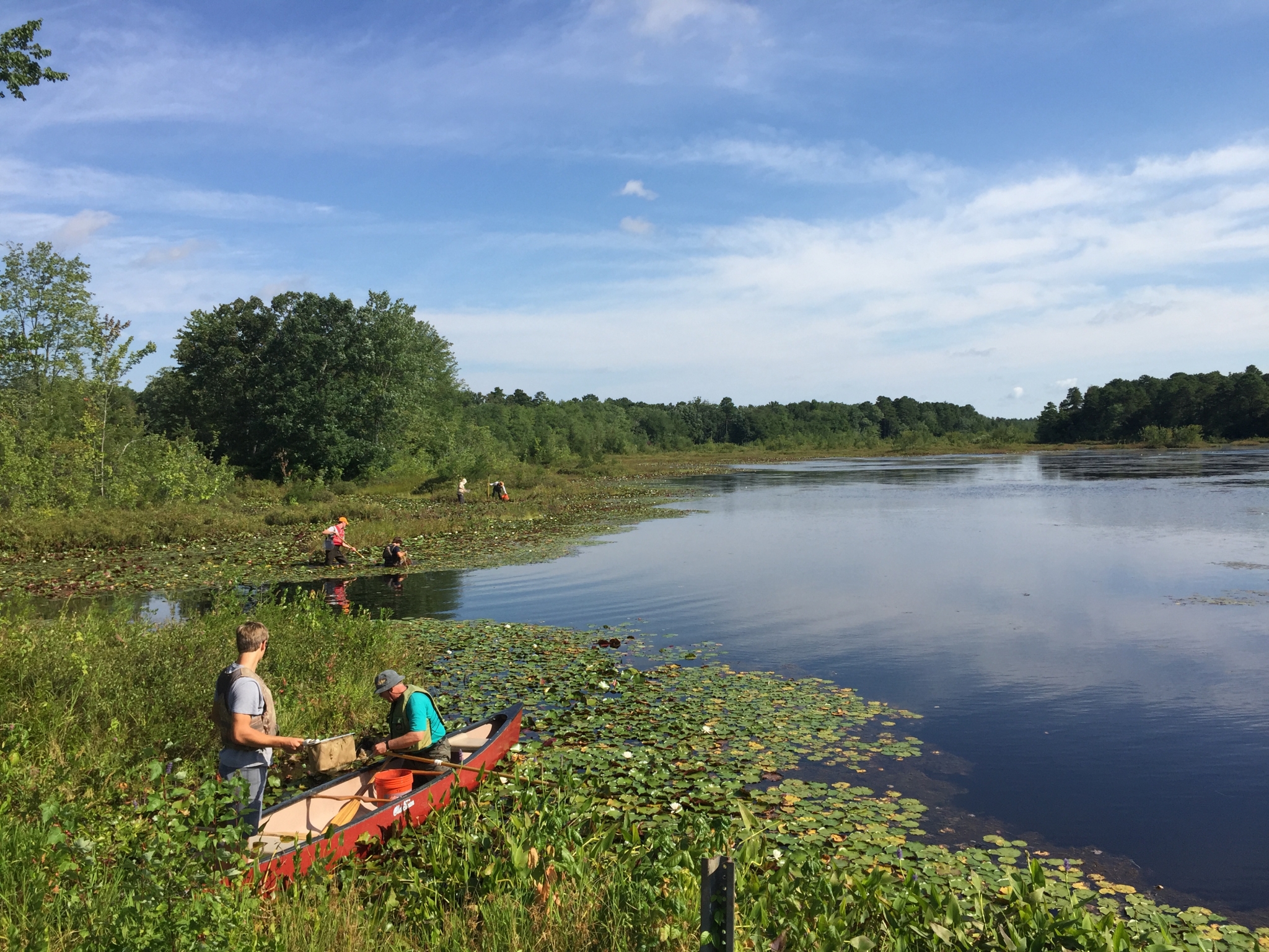 Maurice River, NJ, credit: Karla Rossini, Tributary Manumuskin Cumberland Pond, National Park Service Dragonfly Sampling Project