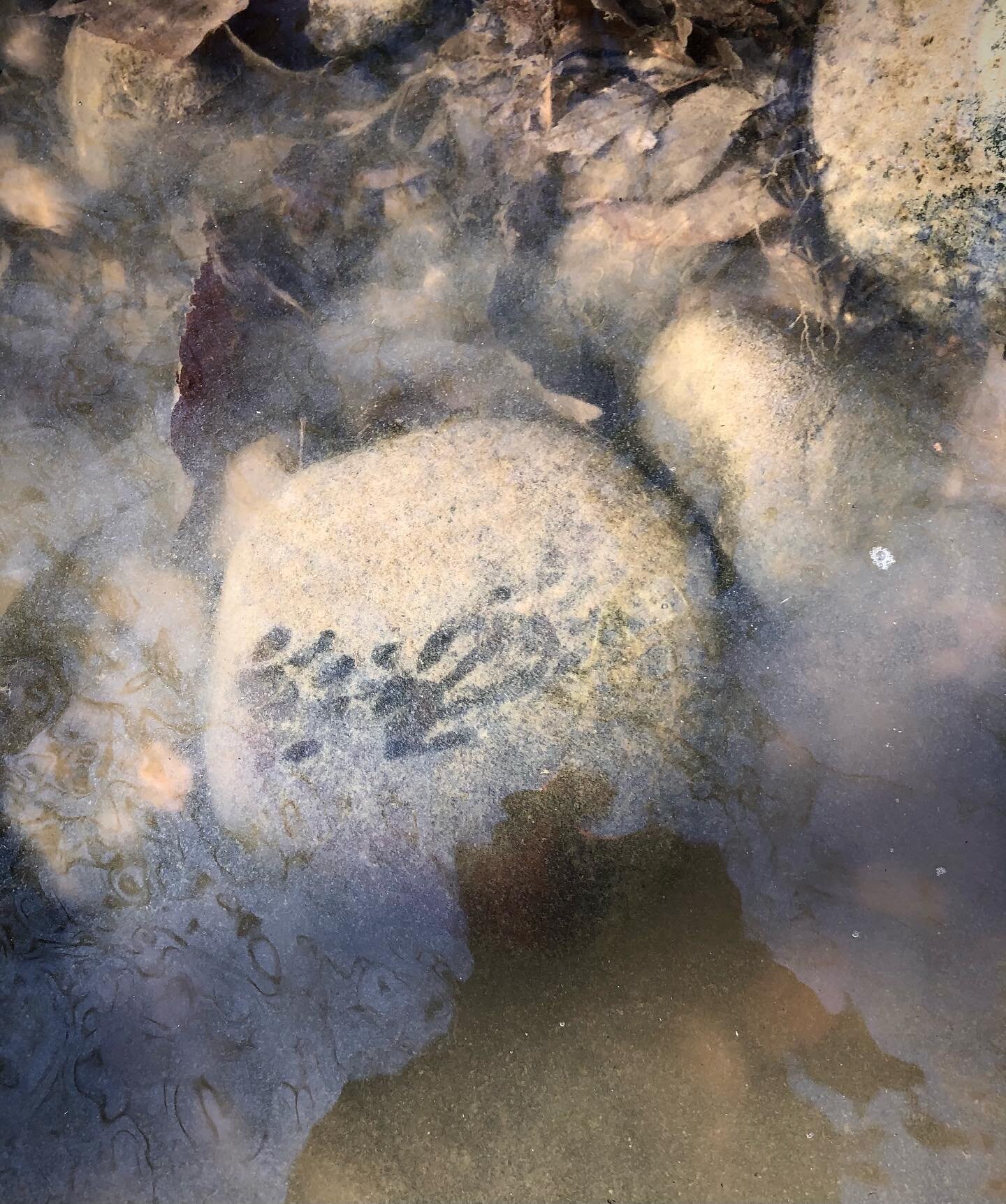 Track ID Quiz! These tracks were found under the water in the Tidal River Reach sub-watershed in DC. While often seen in urban settings, this animal&rsquo;s natural habitat includes wooded areas near streams where it likes to hunt for fish and crayfi