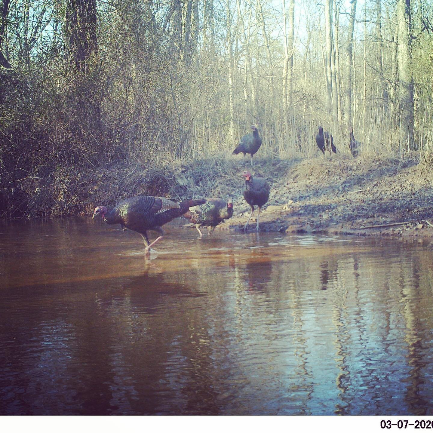 Happy Thanksgiving.  Get out there and #enjoytheanacostia, with a walk near your local stream.  These lucky turkeys are enjoying themselves near Beltsville, Maryland. #turkeys #birds #thanksgiving @AnacostiaRrkper @PGCSprout @DOEE_DC @MyGreenMC @MWCO