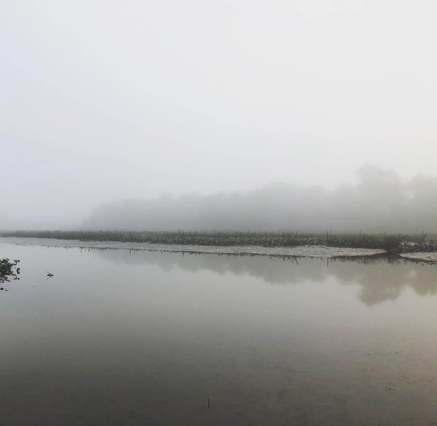 Kingman Lake on a foggy morning, low tide #enjoytheanacostia #anacostiariver