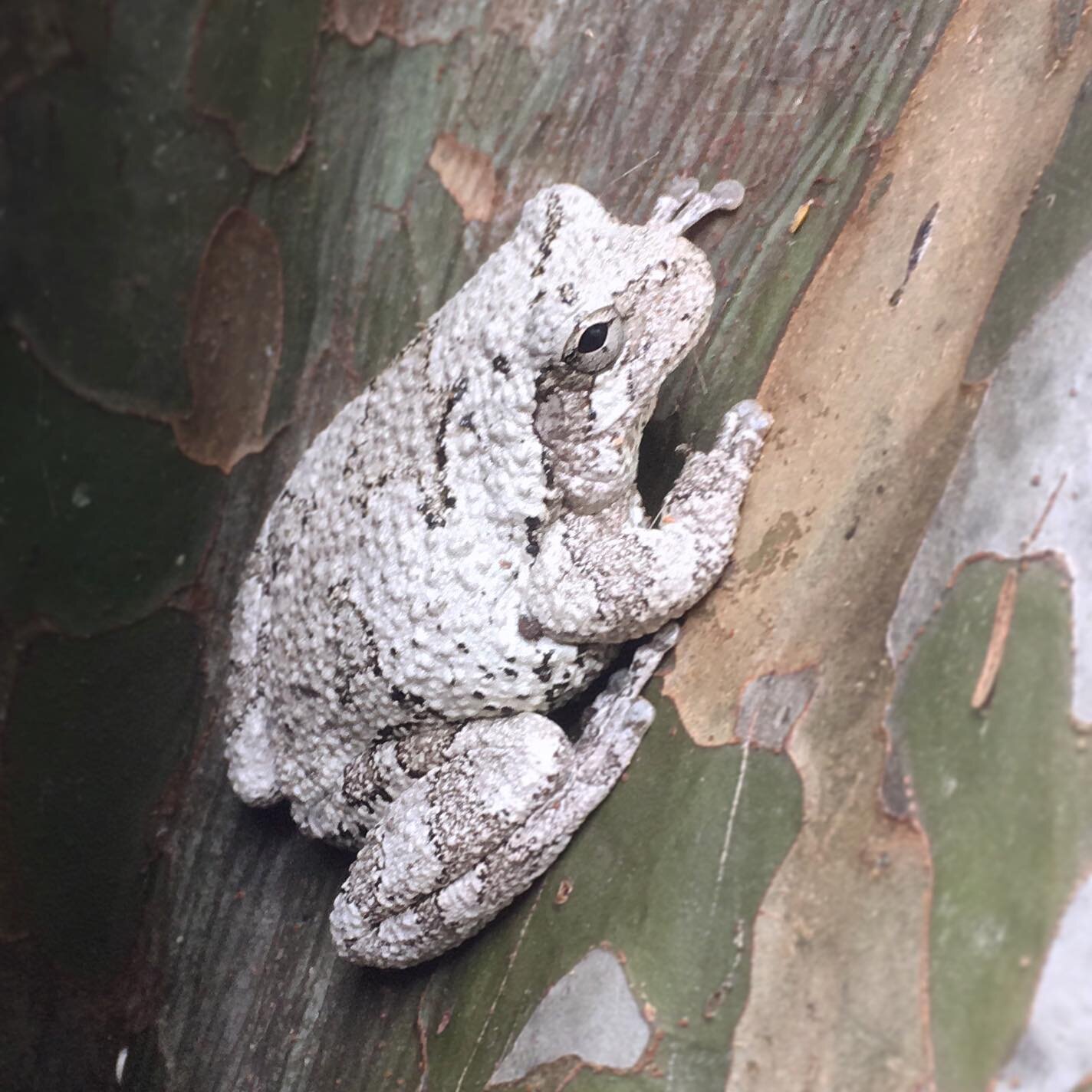 Gray tree frogs, like this one, overwinter in tree roots and down under the leaf litter. To help them keep from freezing, their bodies produce an excess of glucose which acts like an antifreeze! This frog was spotted this past summer along the Anacos