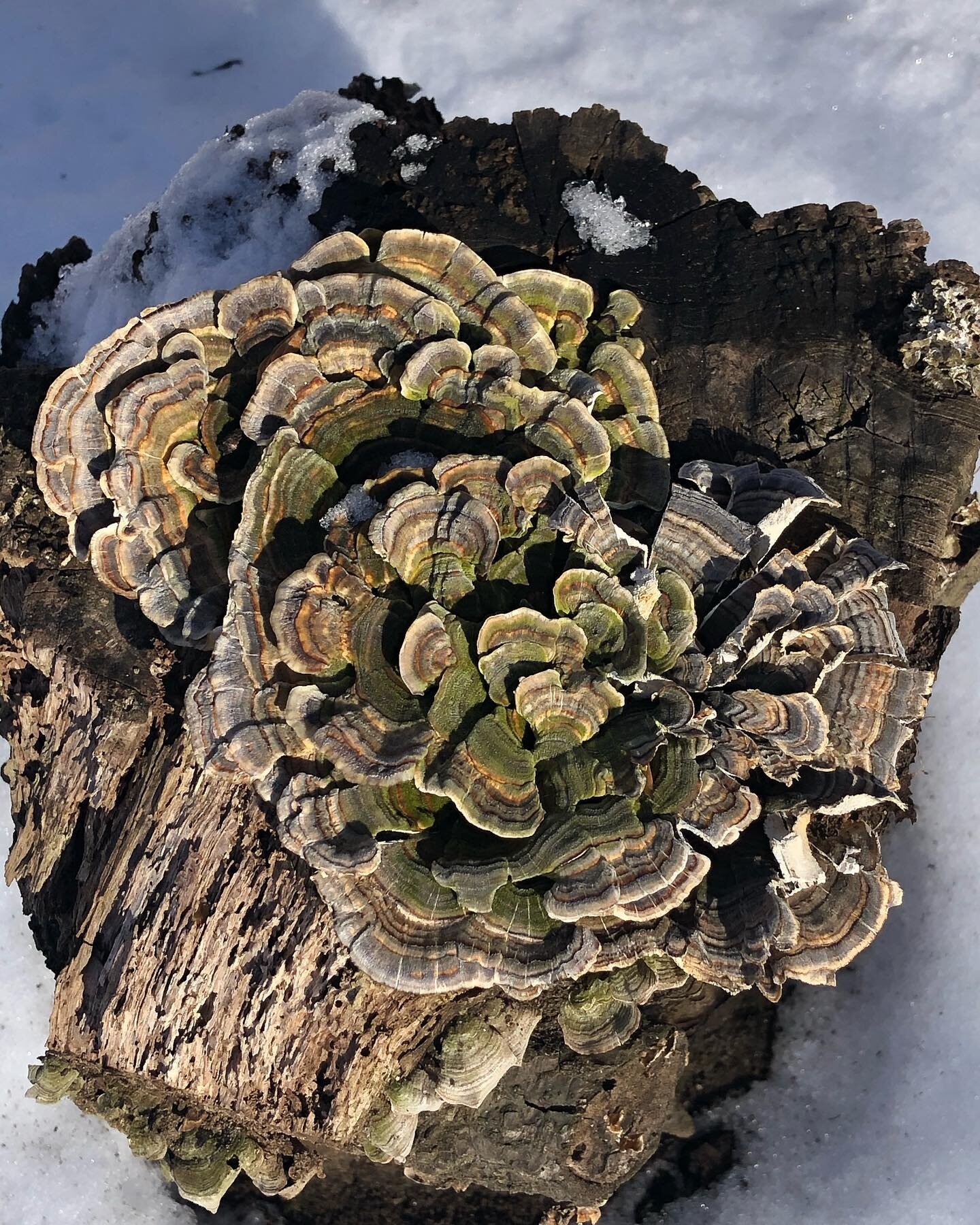 Even in the winter, there are still fungi to be found, like this beautiful turkey-tail! Have you come across any good fungus while exploring the Anacostia? #enjoytheanacostia #fungi #fungusamongus #turkeytail #turkeytailmushroom #winterwalks #dcfungu