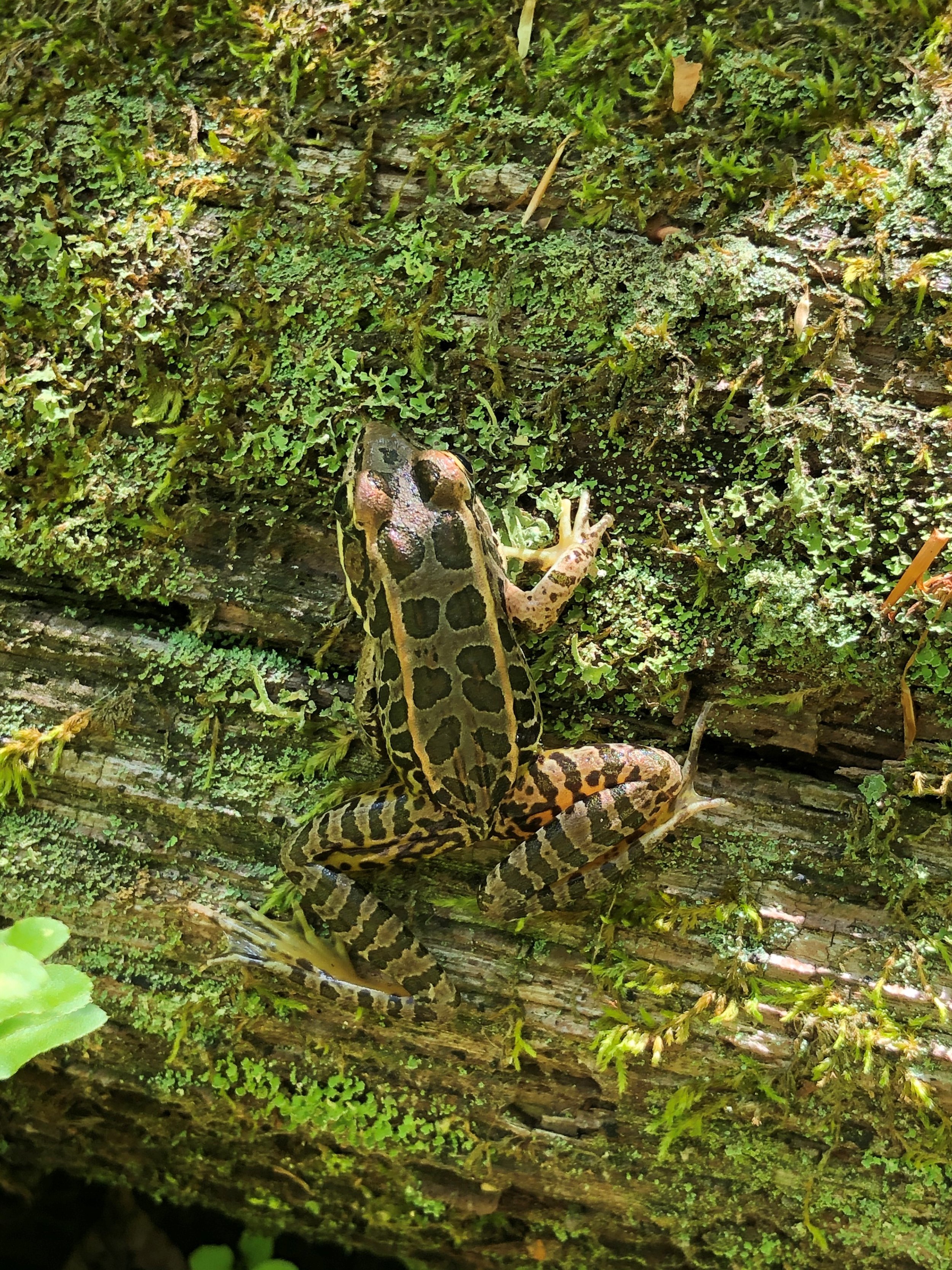 pickerel frog.jpg