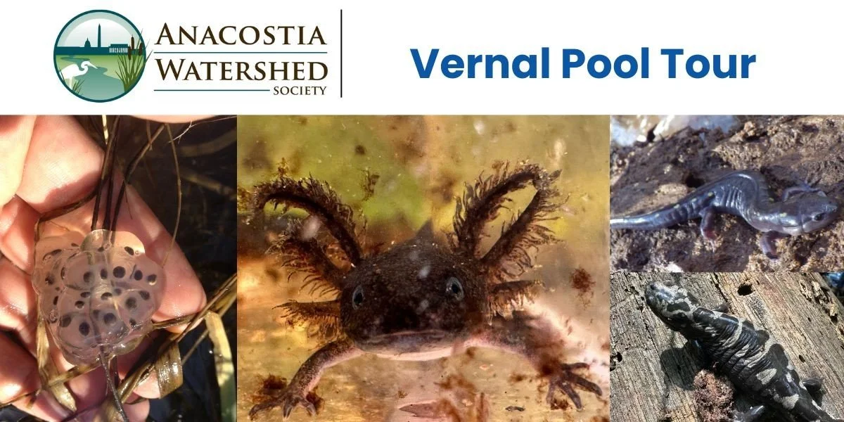 Vernal Pool Tour