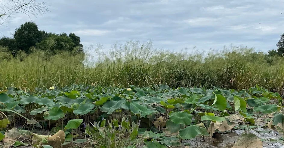 Marsh Bioblitz in the Anacostia River Fringe Wetlands