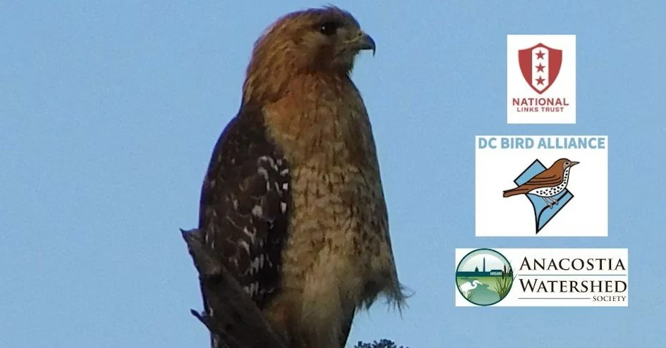 Birding Walking Tour on Kingman Island