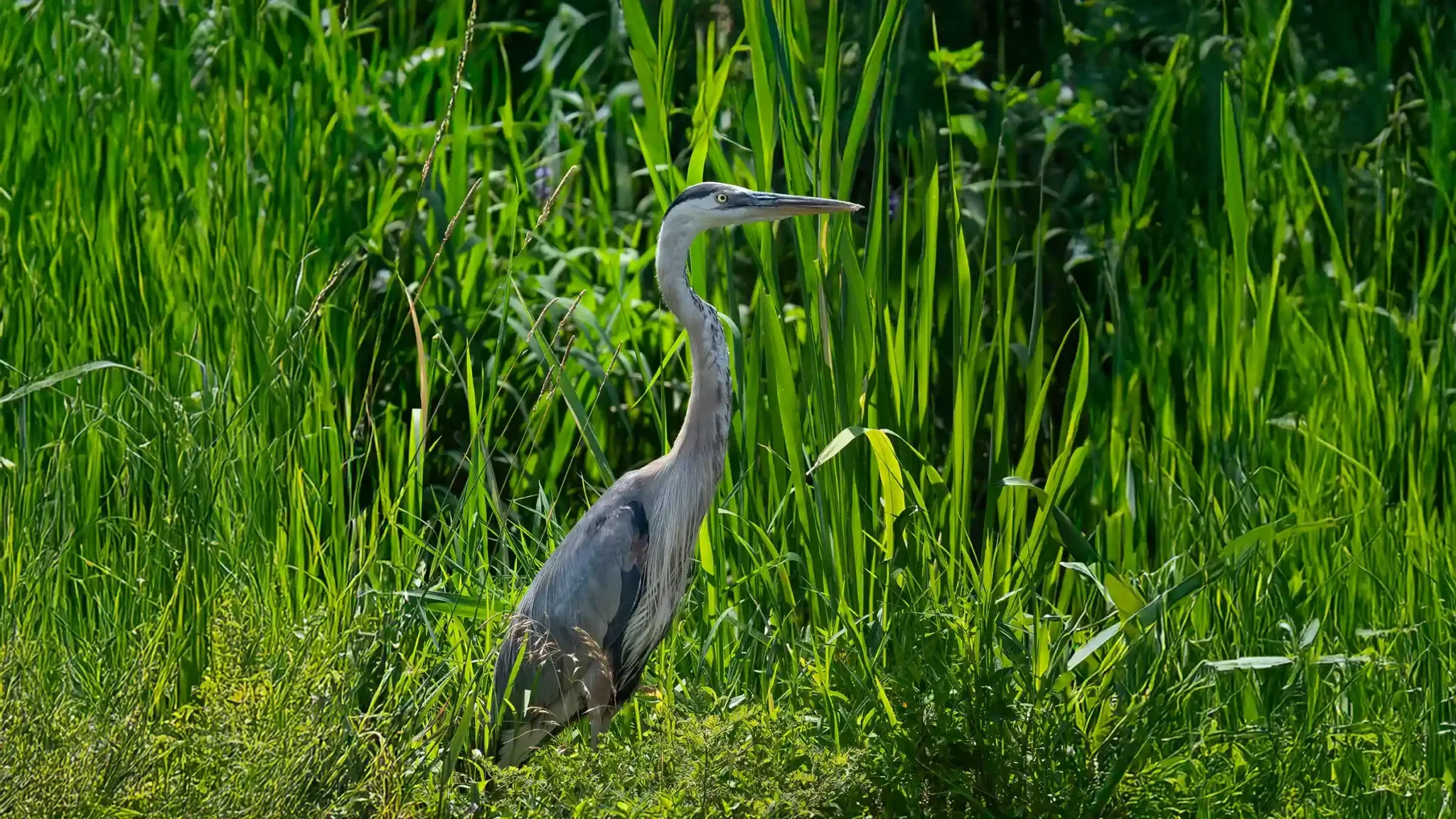 Anacostia River Bioblitz