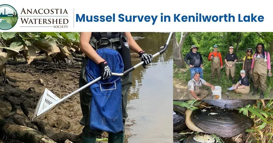Mussel Survey in Kenilworth Lake