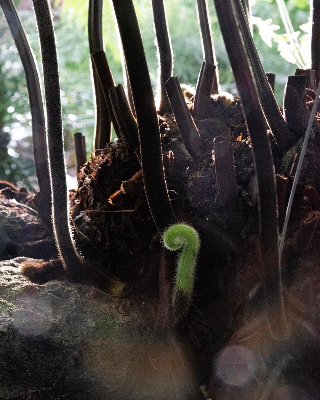 Over the holiday break, I started reading books about prehistoric plants and animals. Ferns are amazing.