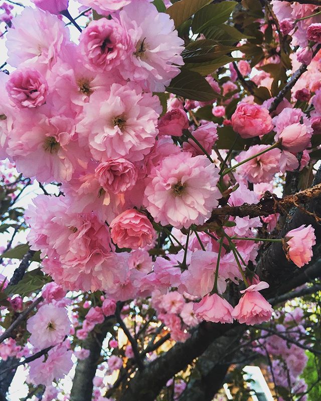 Pretty in Pink #cherryblossoms #springcolor #inbloom #floralcrush #natureinspired #inthegarden #boywonderdesign