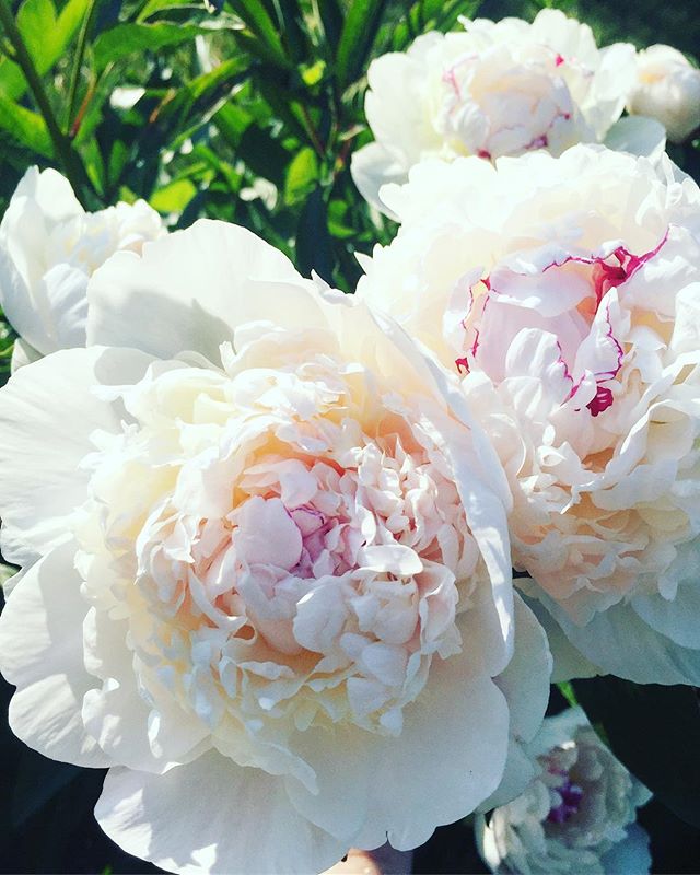 &lsquo;Festiva Maxima&rsquo; Peony #juneblooms #peonyseason #gardenfavorites #floral #festivamaxima