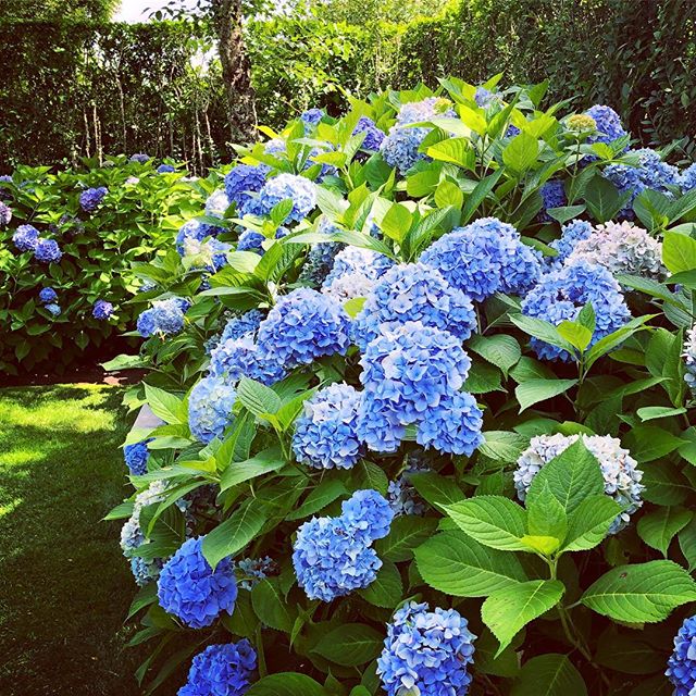 Summer Blues #endlesssummer #hydrangea #summerblues #summergarden #colorinspo #islandlife #newengland #nantucket