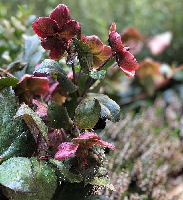 Thrilled to see @robinkramergardendesign stunning garden combinations coming together this week for @holidayhousedesigns #designergarden #showgarden #urbangarden #exteriordesign #hellebores #rosemary #andheather #ohmy #holidayhousenyc2018 #designfora