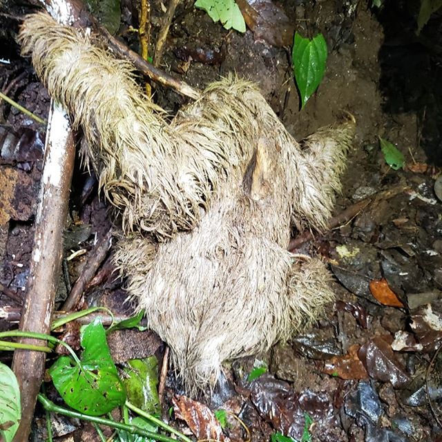 First sloth we have seen on the farm and it was up by the waterfall 😄 join us for a ride and you might just find a new friend too! #horsertours #sloth #funguy #discoveryhorsetours #horse #horsesofinstagram #costarica #jaco