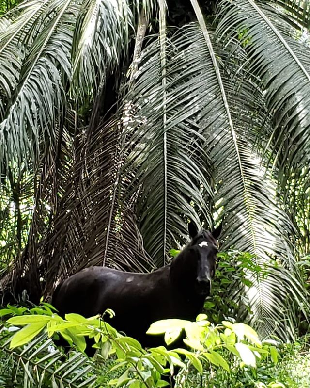 The newest member of the herd peaking out from the palms 🌴 #palms#discoveryhorsetours#horsetours#tours#green#costarica#jaco#horsesofinstagram
