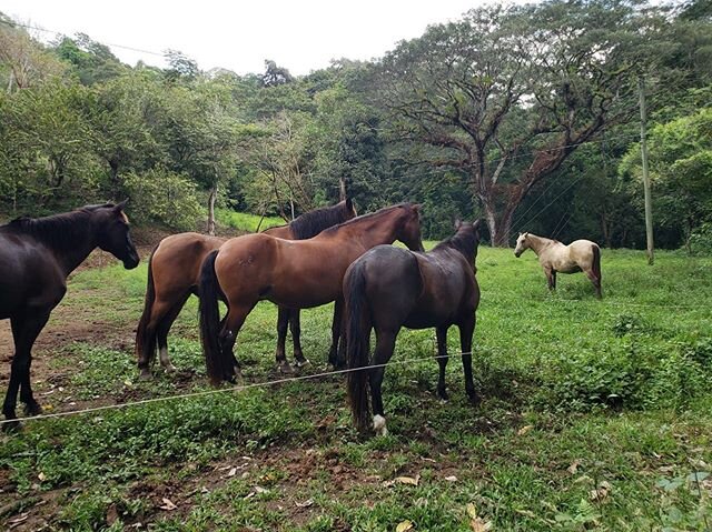 Indio chillin with the herd #discoveryhorsetours #newhorse #indio #green #trees #costarica #horsetours #horses