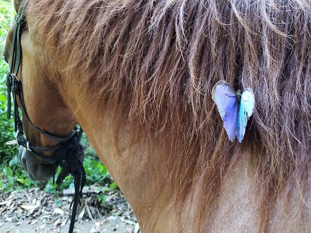 A little visitor #discoveryhorsetours #horsesofinstagram #butterfly #costarica #nature