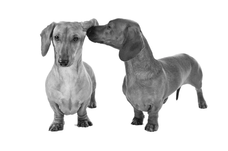 Dachshund.jpg
