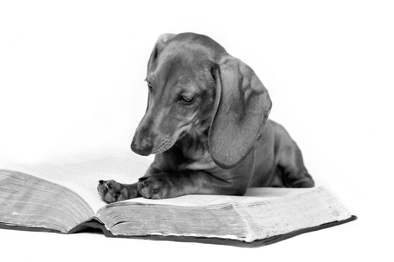 Reading Dog.png