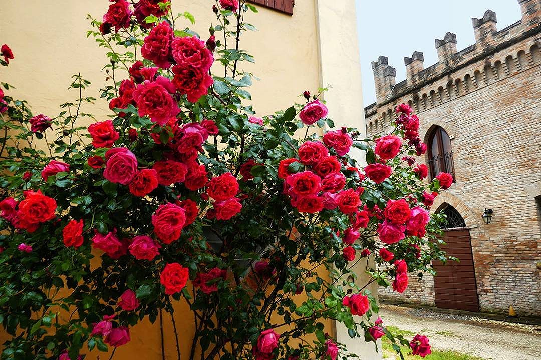 Guarini-Matteucci-vini-wine-Castelfalcino-bouganville-giardino-villa.jpg