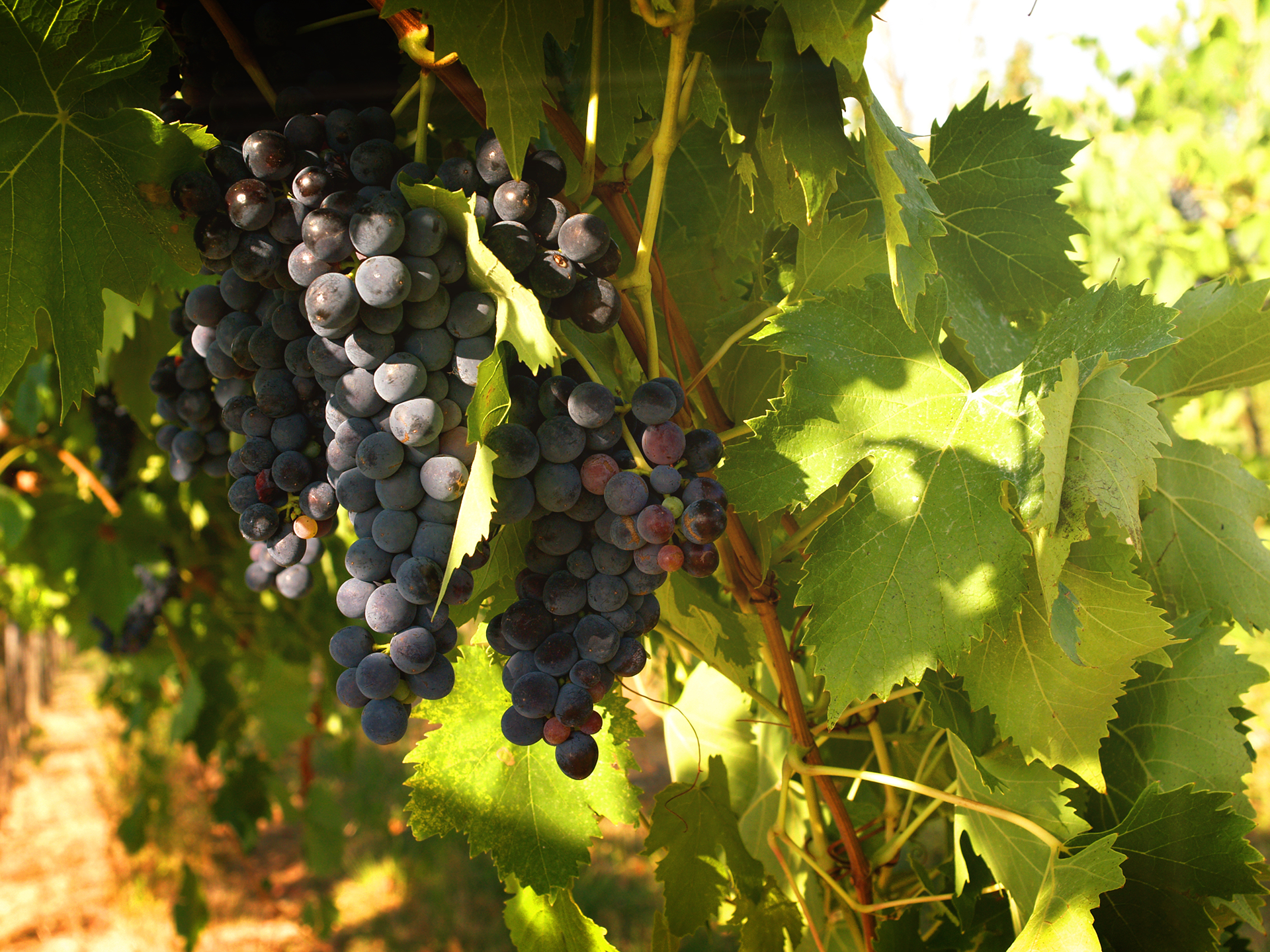 Guarini-Matteucci-vini-wine-Castelfalcino-vigna-e-sole.png