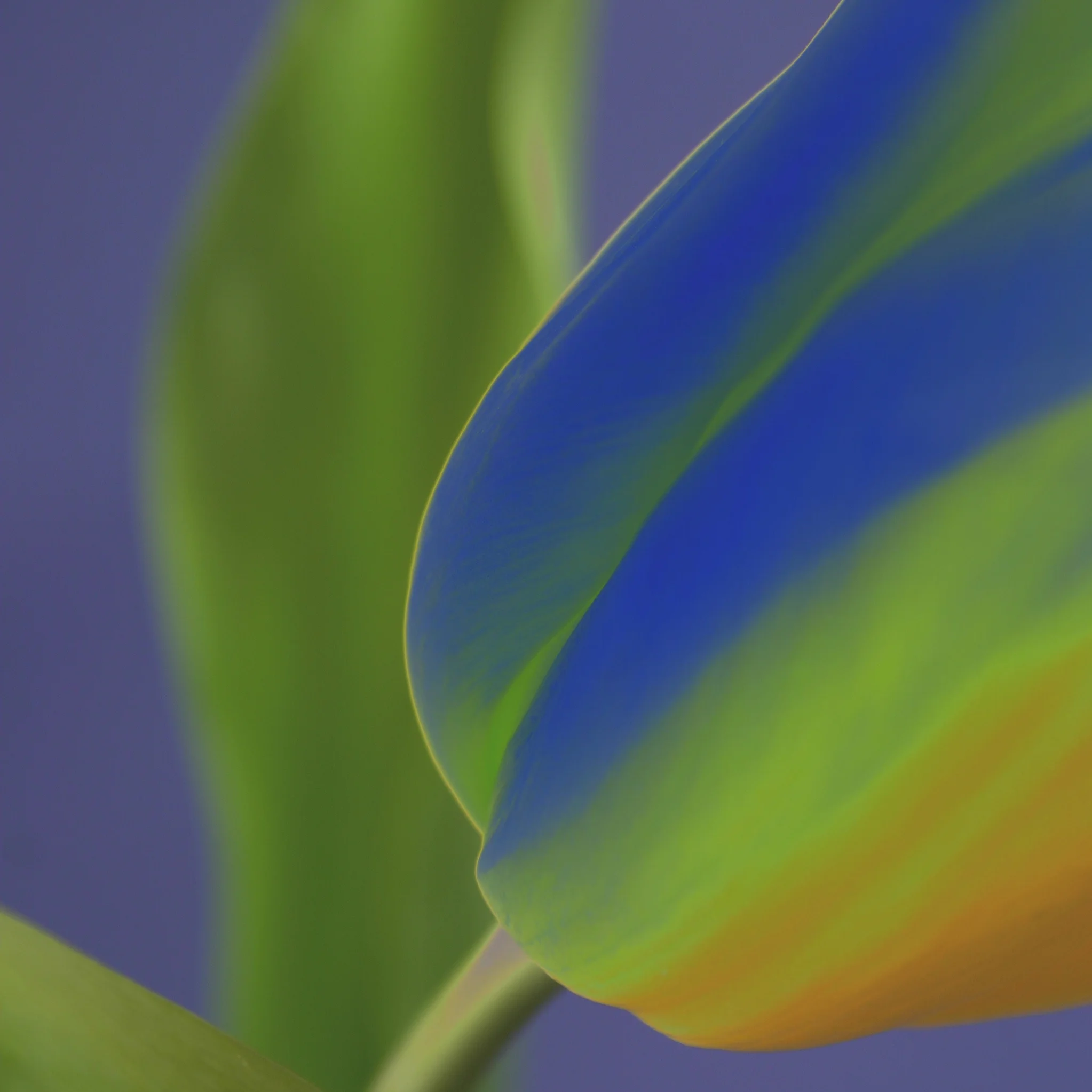 D10 Ballerina Sq Devon uk.JPG