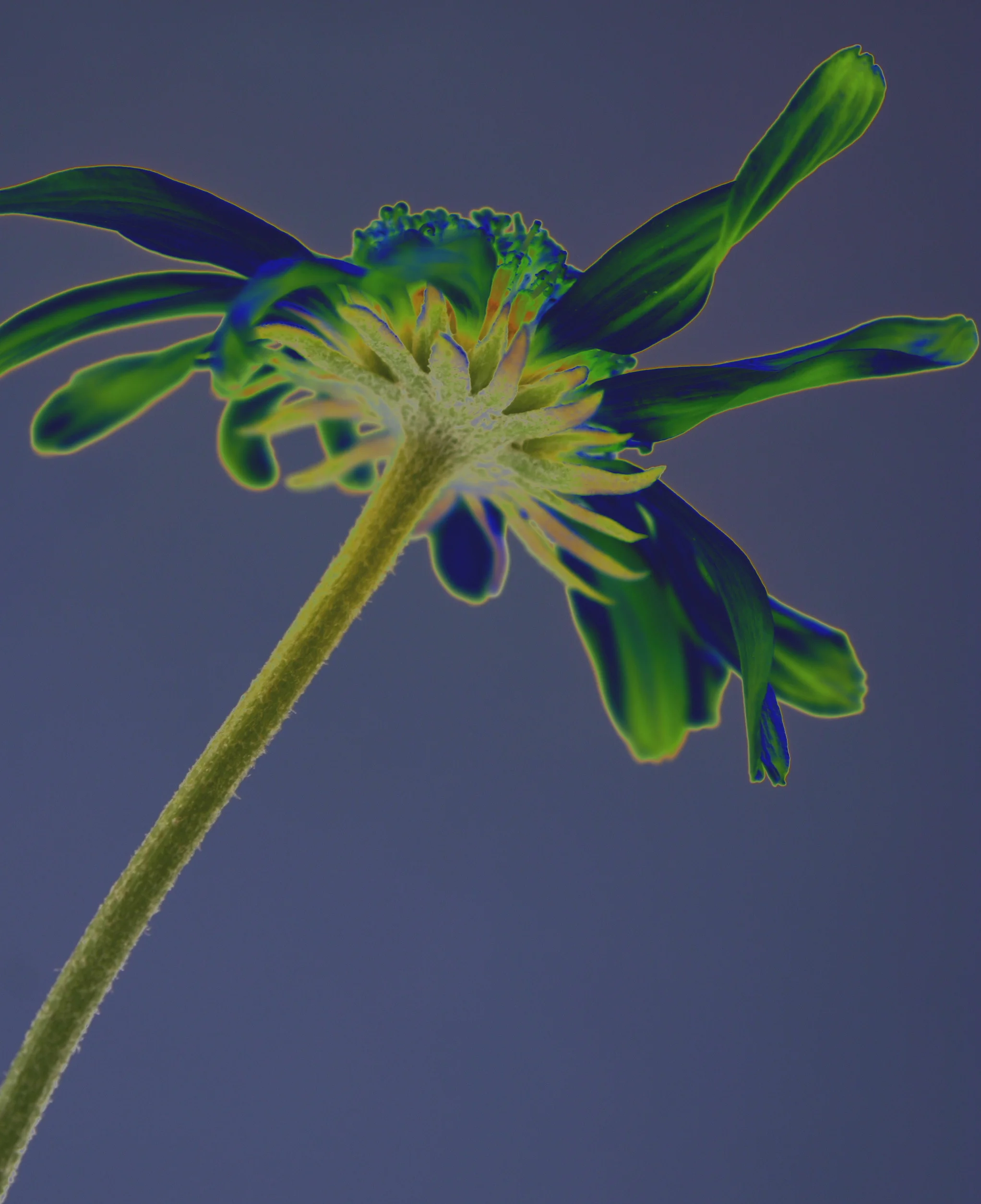 D10 helenium 2 aP devon uk.JPG