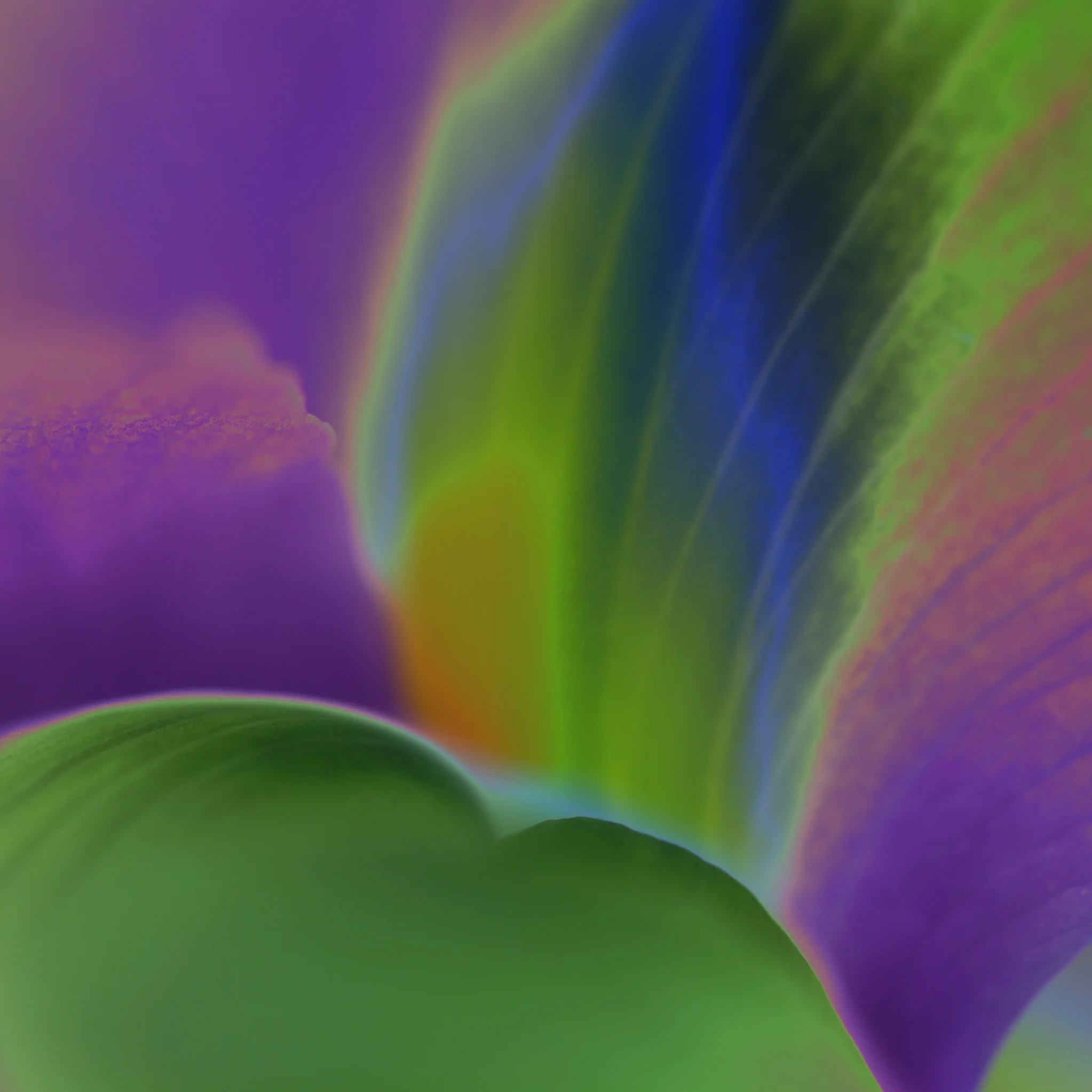 D10 Iris 2 Sq Devon uk.JPG