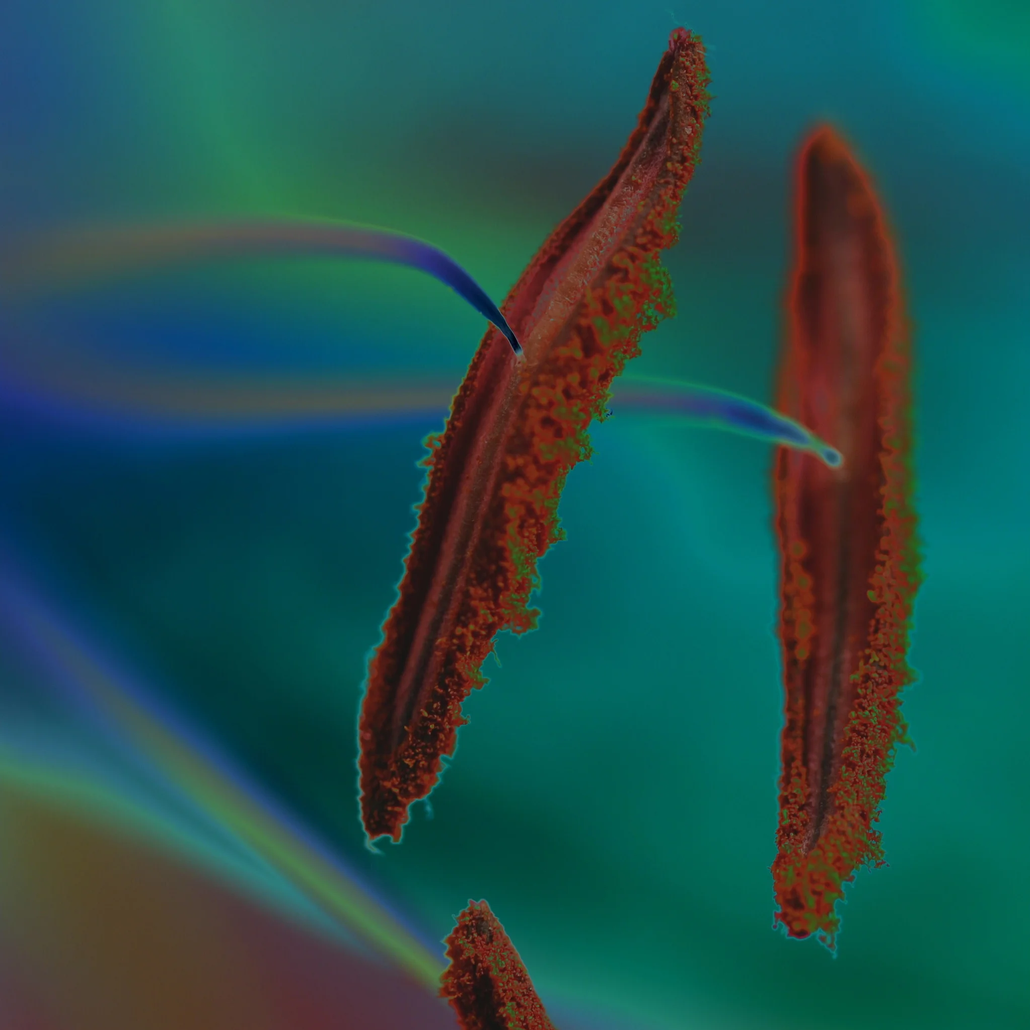 D10 Lily 2  SqDevon uk.JPG