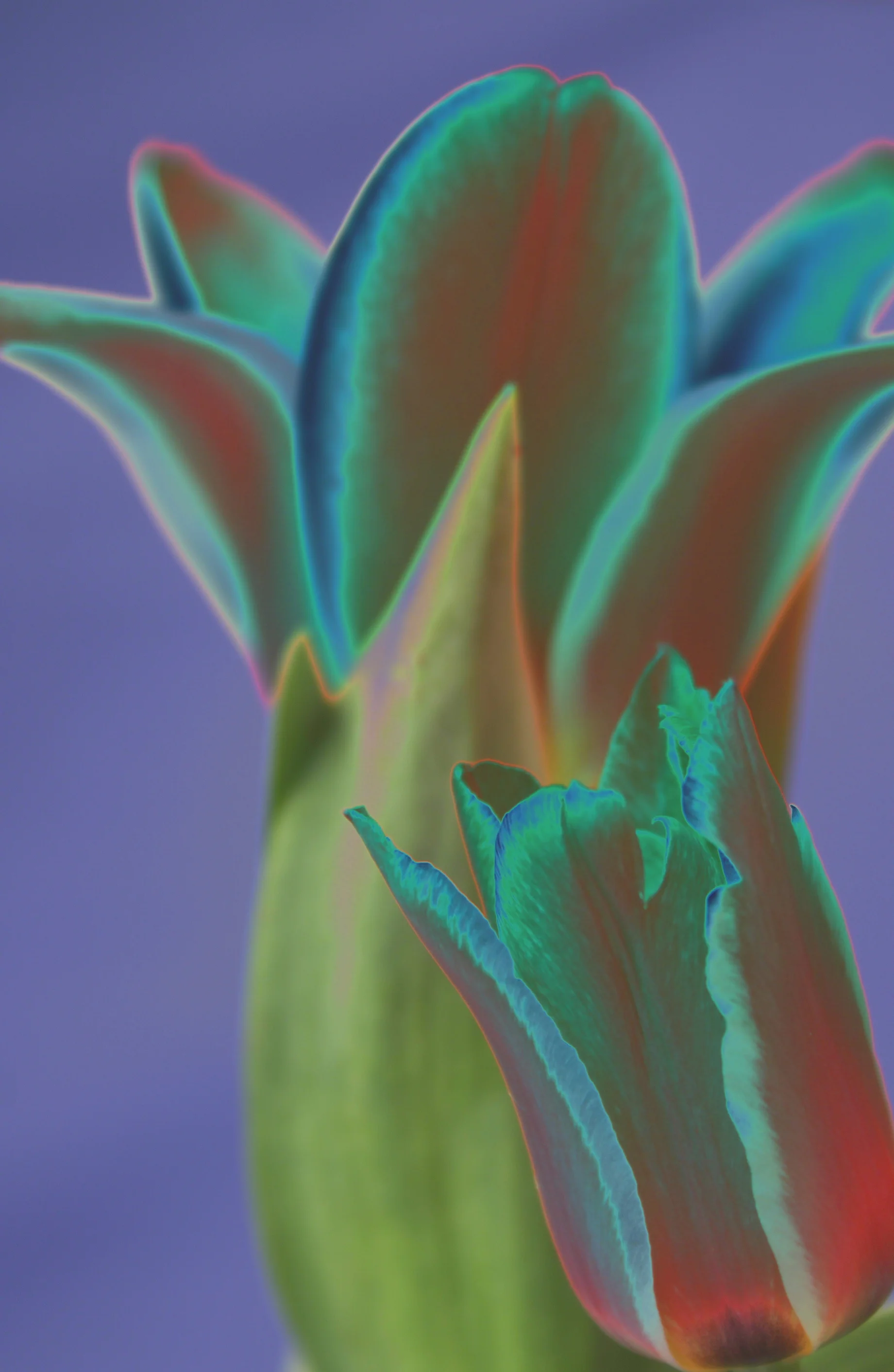 D10 Nurture P Devon uk.JPG